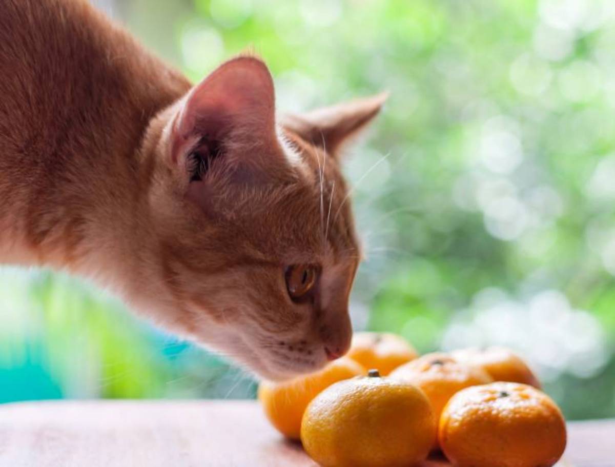 porque el gato no soporta el olor a cítricos