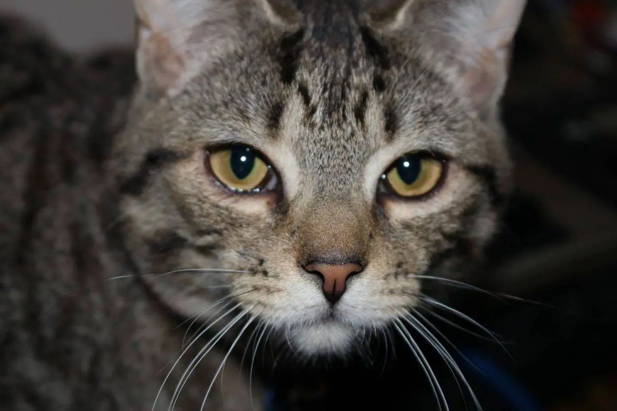 Gato atigrado gris: todo lo que necesitas antes de adoptarlo - con Mascotas ▷➡️
