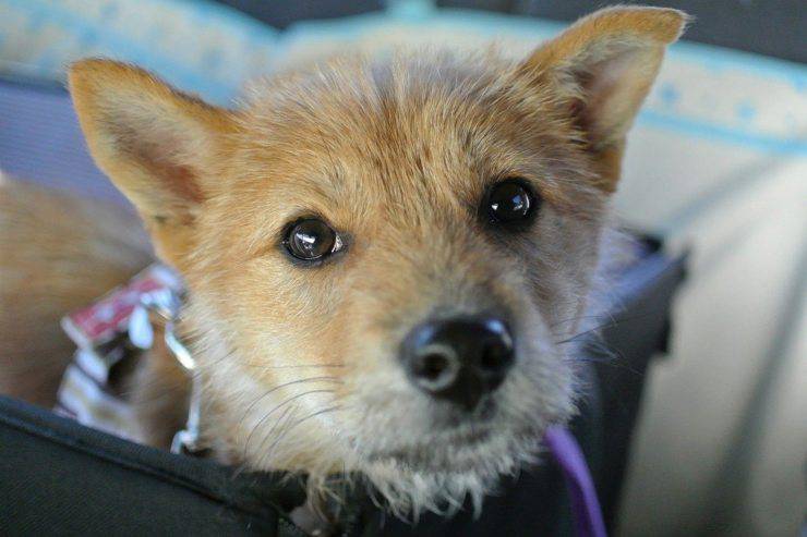 Adopta un perro sin microchip