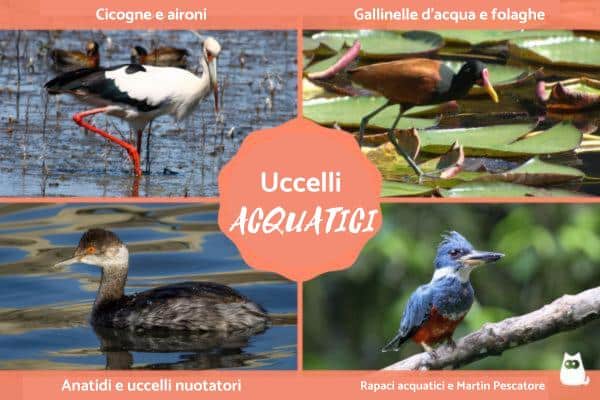 Aves acuáticas: Tipos, características y ejemplos