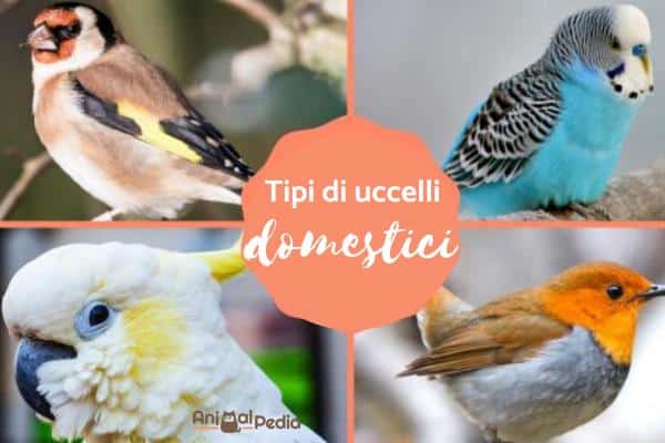 Aves domésticas: Tipos, nombres y fotos