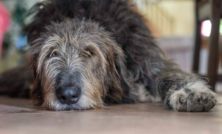 Miocardiopatía dilatada en perros