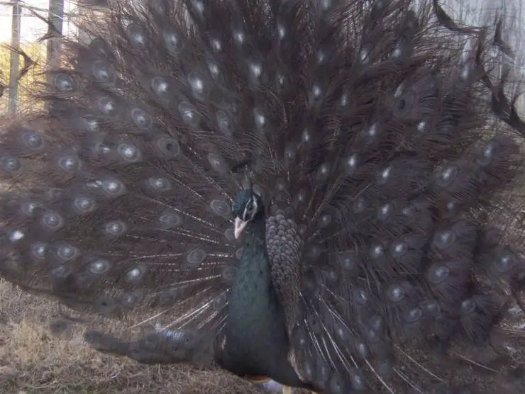 Colores anormales en las aves: un pavo real