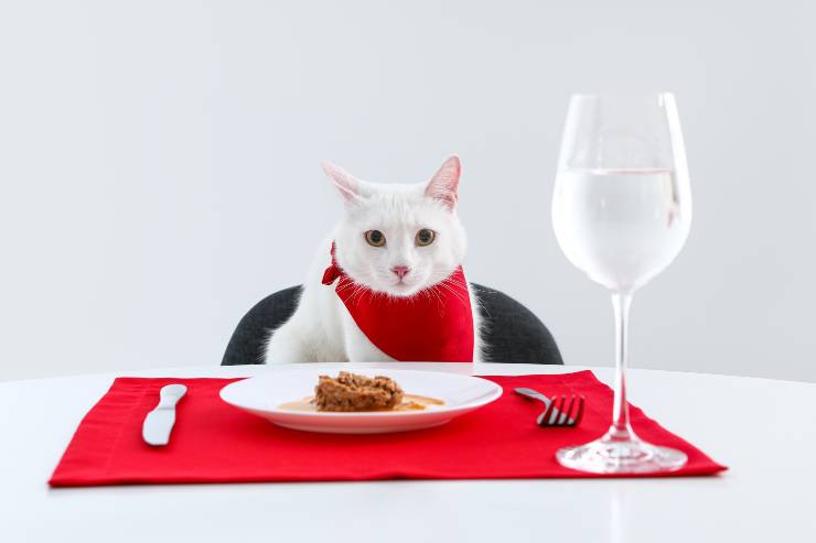 comidas para gatos