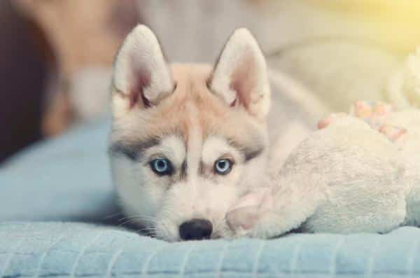 Cómo cuidar de un cachorro de Husky siberiano