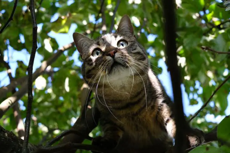 gato afuera