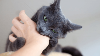 mordeduras de gato