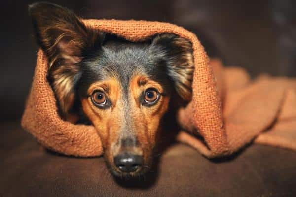 Diazepam al perro: dosis, usos y efectos secundarios