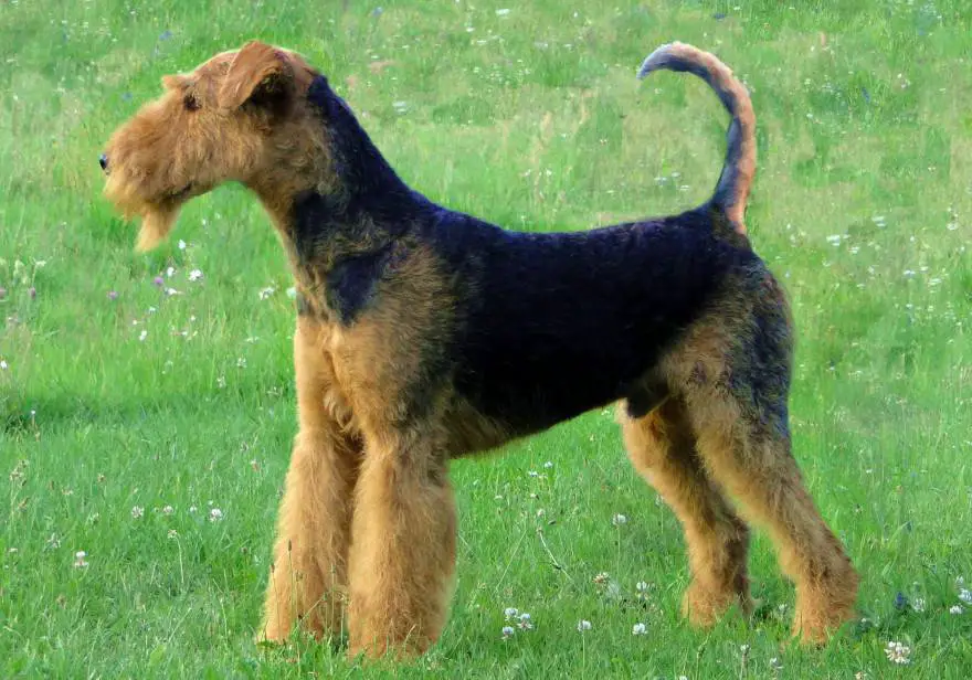 Airedale Terrier