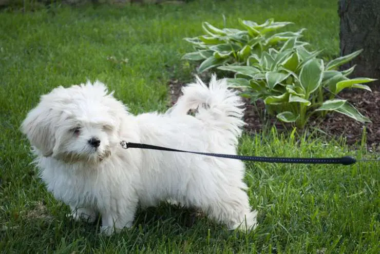 El cachorro ataca