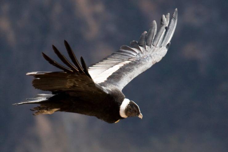 El cóndor andino: el ave más grande del mundo, con récord de vuelo