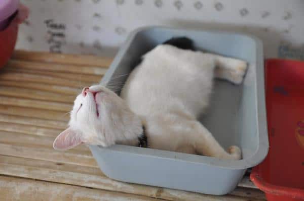 El gato duerme en la caja de arena: ¿por qué?