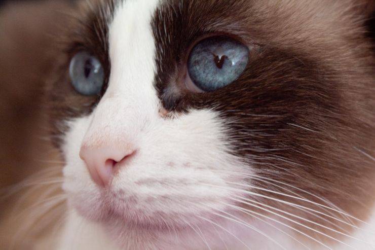 El gato tiene la cara hinchada: las posibles causas y cómo tratarla - con Mascotas ▷➡️