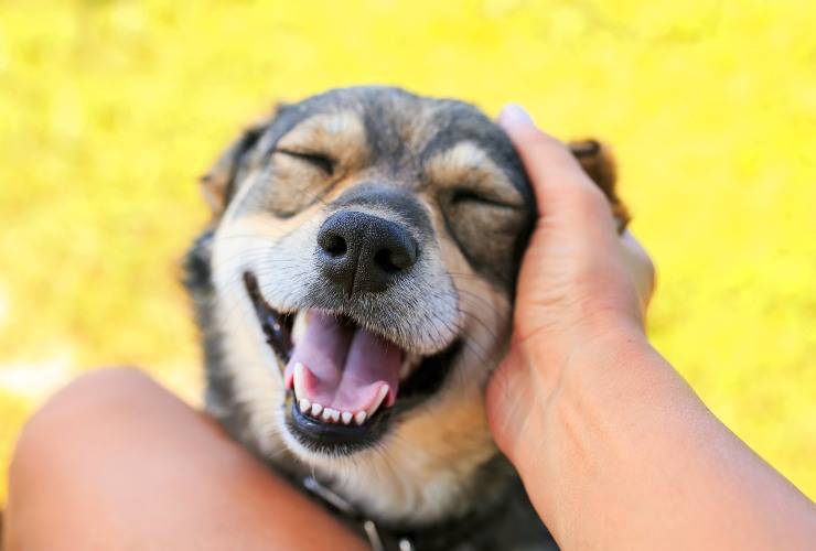 el perro baja las orejas cuando lo acaricias