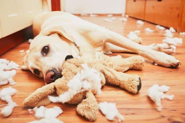 El perro destruye la casa: causas y qué hacer