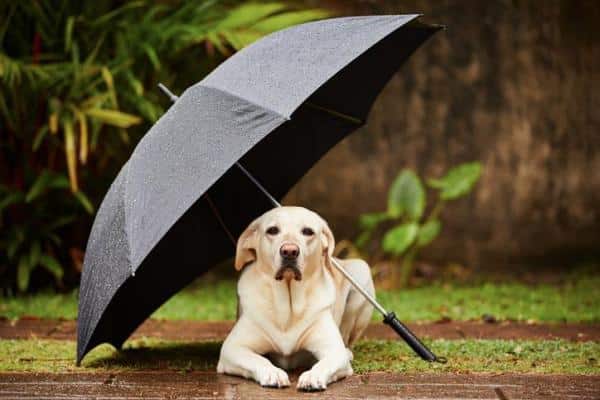 El perro tiene miedo de la tormenta: remedios y qué hacer