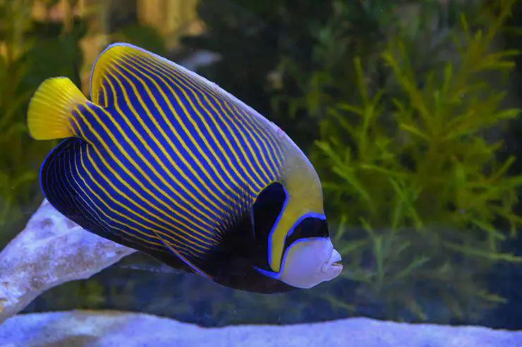 angelfish