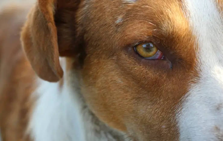 ojos de perro