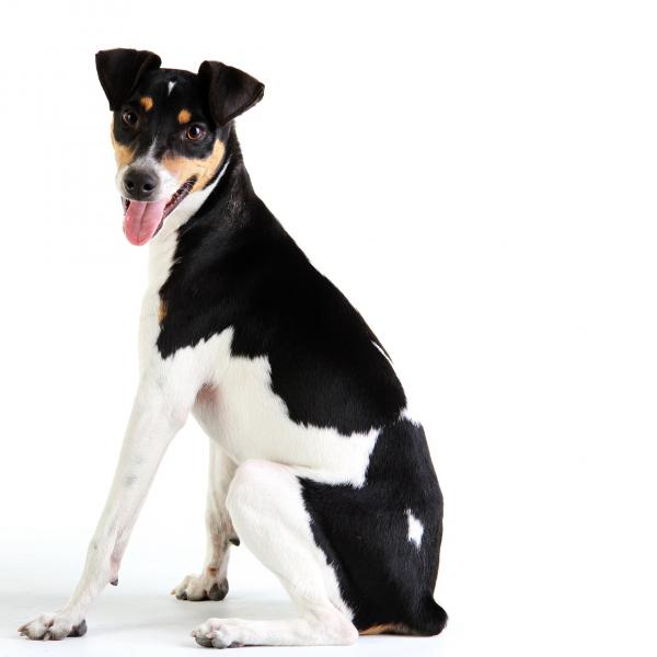 Fox Paulistinha o Terrier Brazileiro