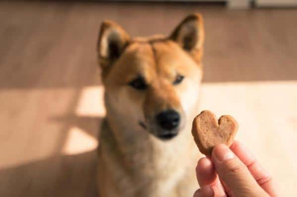 Galletas caseras para perros: 5 recetas fáciles - Vida con Mascotas ▷➡️