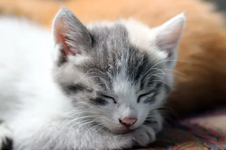 gatito cachorro gato