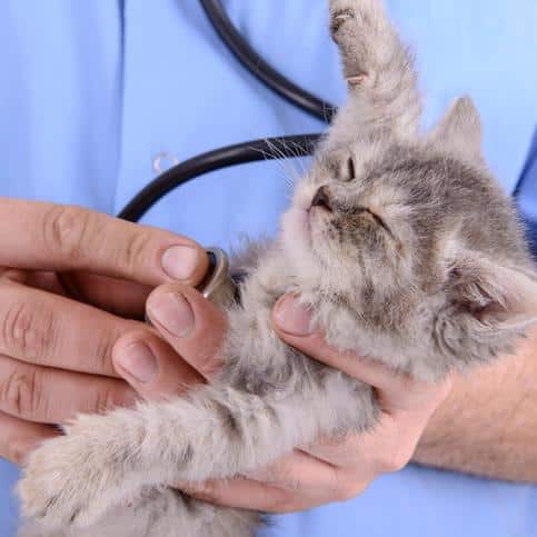 Gato agresivo en el veterinario: cómo hacer