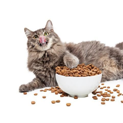 Gato siempre hambriento: ¿qué hacer?