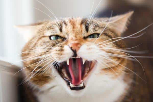 Gato súbitamente agresivo: 10 posibles causas
