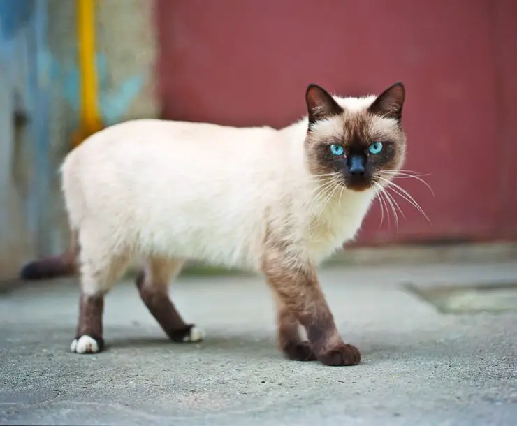 gato tailandés