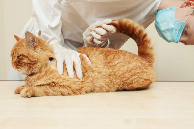 hemorroides en gatos
