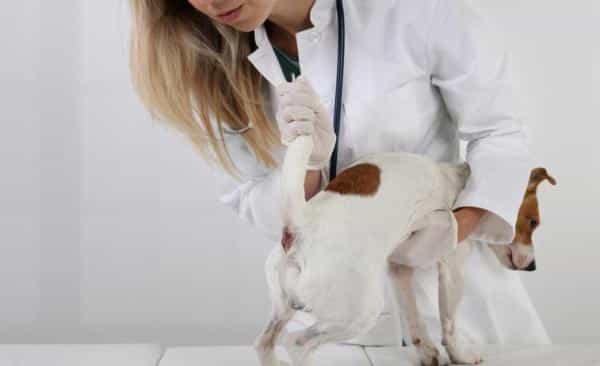 Hemorroides en perros: síntomas y tratamiento