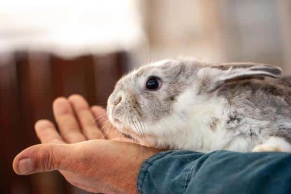 Juegos de conejos - cómo jugar con un conejo