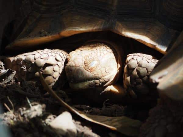 La hibernación de las tortugas