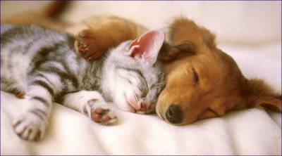 ob_c78c56_perros-y-gatos