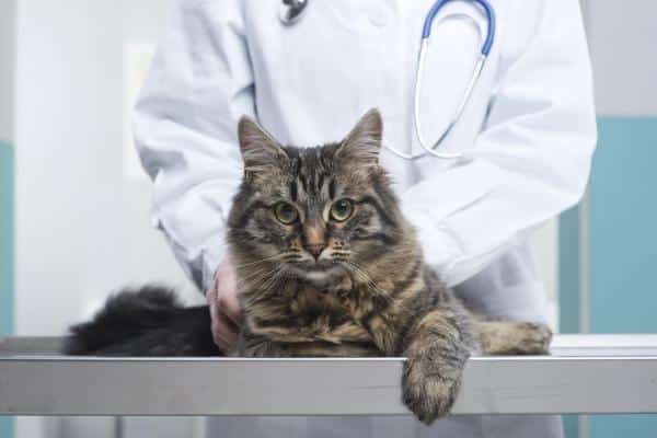 Las ascitis en el gato: Causas y curas
