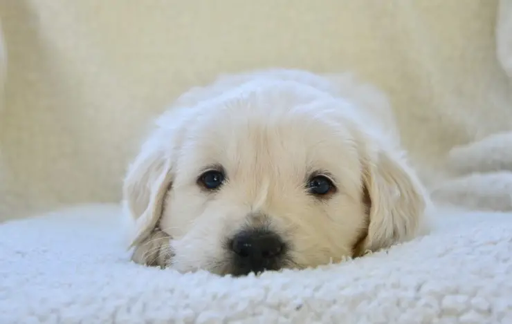 labrador de cachorros de perro