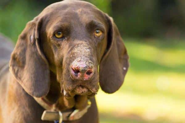 Lupus en el perro: síntomas y tratamiento