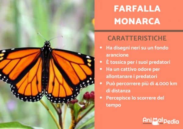 Mariposa monarca: Características y curiosidades