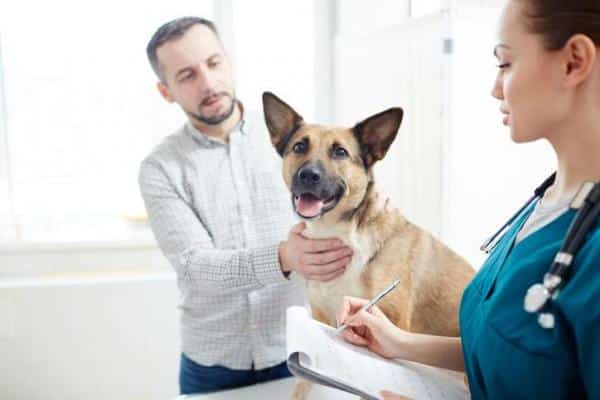 Metronidazol a perro - Dosis, uso y efectos secundarios