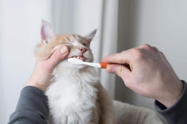 Pasta de dientes para gatos hazlo tu mismo