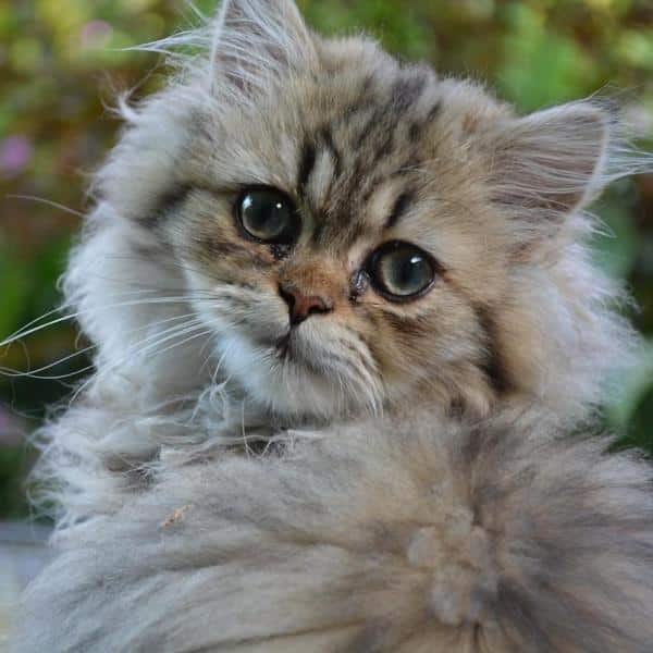 Pelo de gato persa anudado: ¿qué hacer?