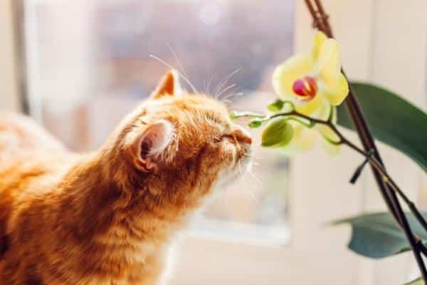 Plantas NO venenosas para gatos