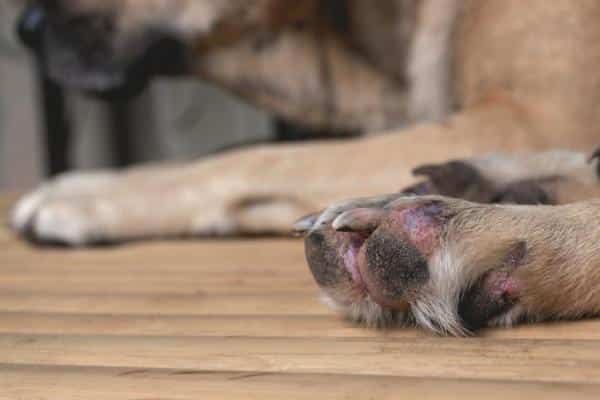 Pododermatitis canina: síntomas y tratamiento