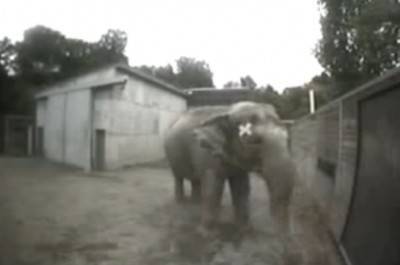 elefante en el espejo