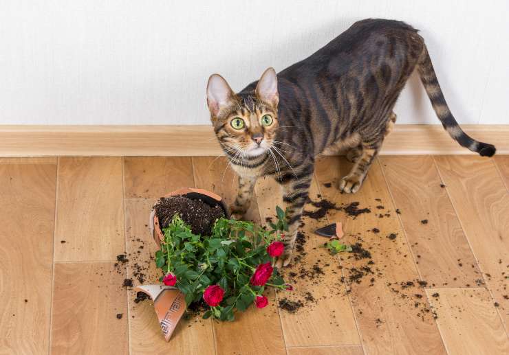 Por qué el gato rompe las plantas y cómo evitarlo