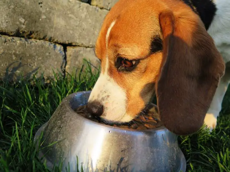 el perro come comida