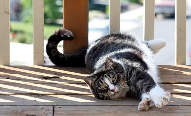 razas de gatos más tranquilos