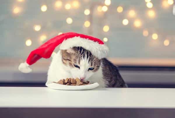 Recetas para los gatos de Navidad