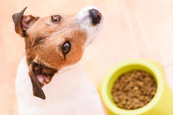 Remedios caseros para el perro que no come