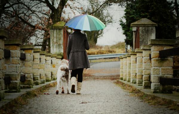 Sacar al perro bajo la lluvia: consejos útiles